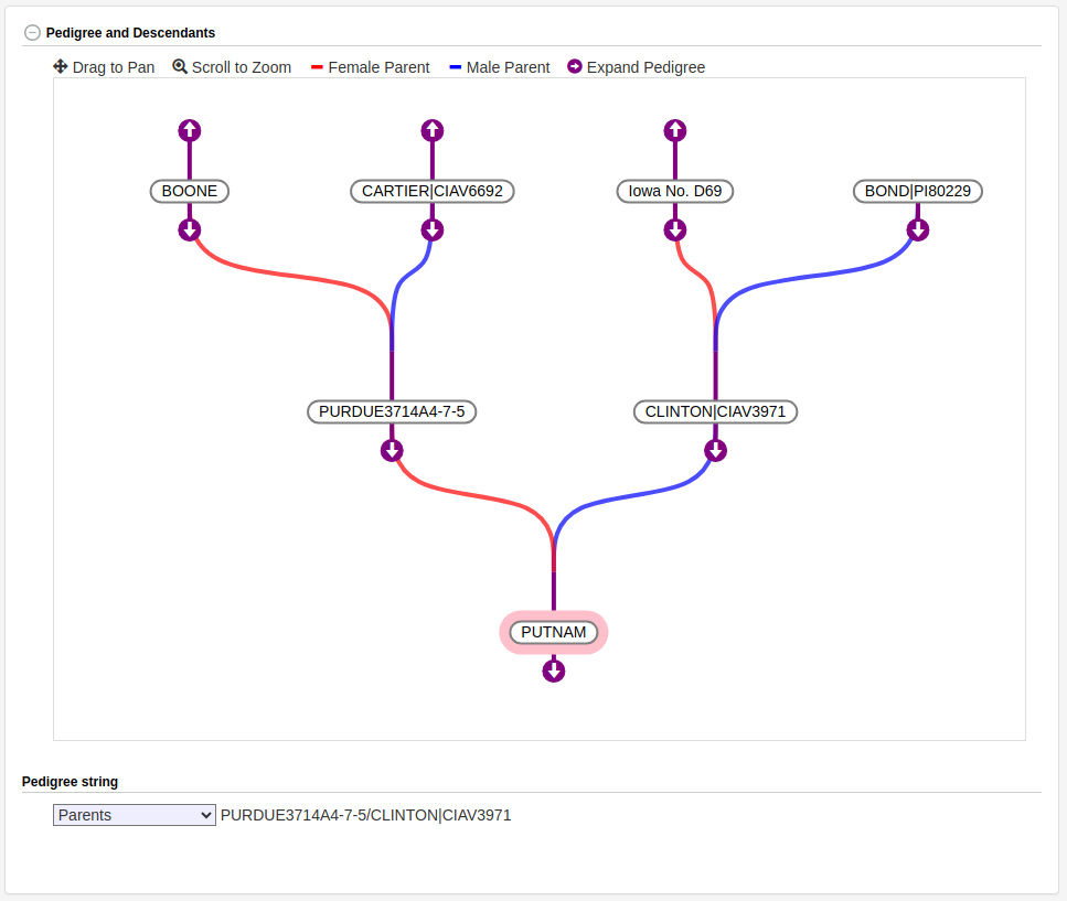 Accession Pedigree Tree