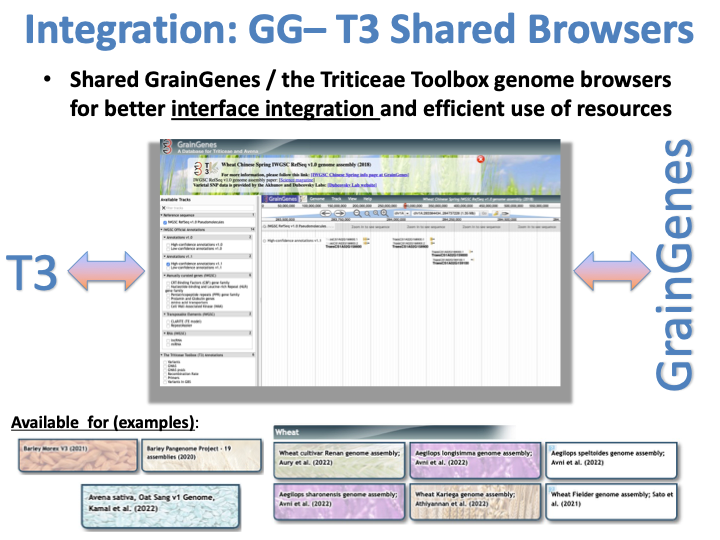 T3-GrainGenes Shared Genome Browsers